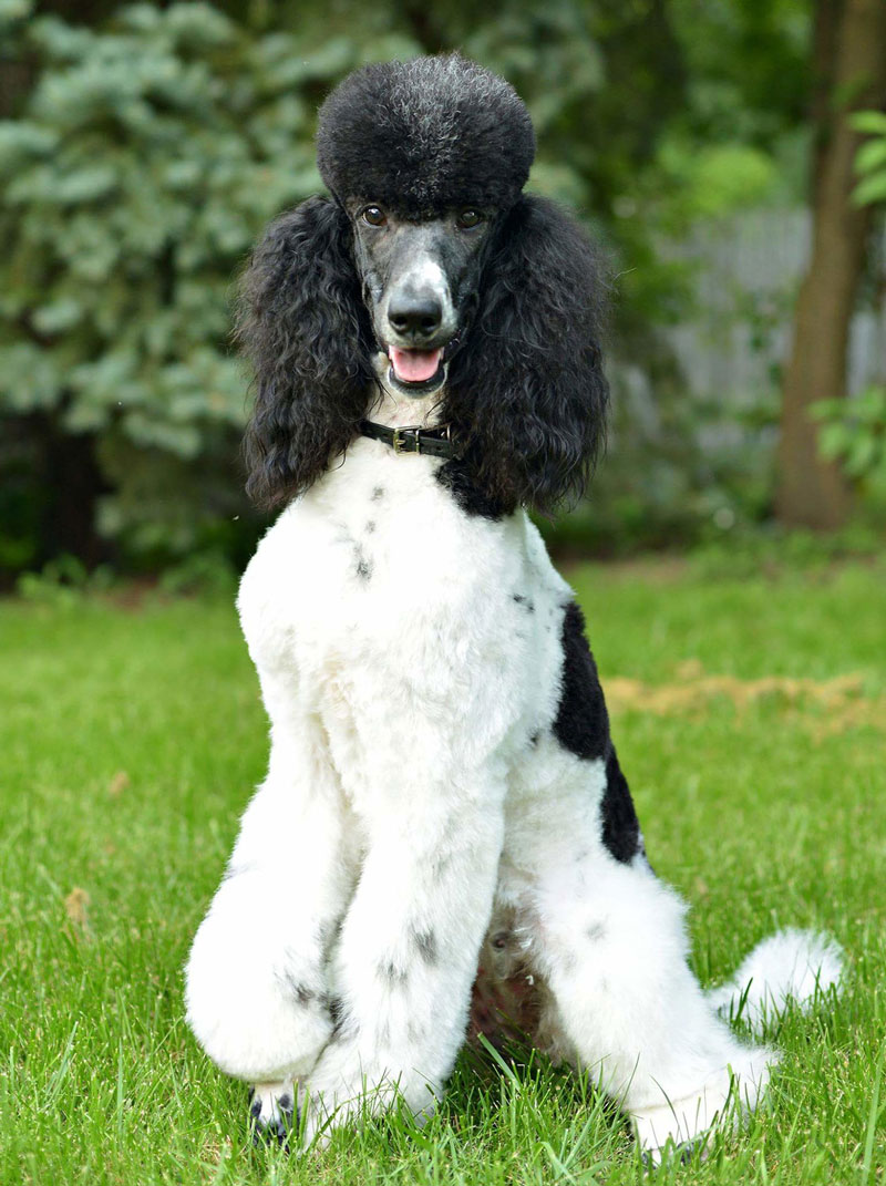 About Classic Canine Moyen Poodles in Illinois - Moyen Poodle and Goldendoodle Puppies