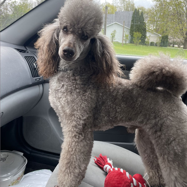 Argo - Moyen Poodle