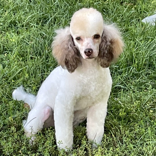 Brandy - Moyen Poodle