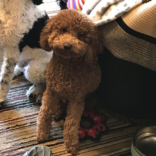 Classic Canine Moyen Poodles Review