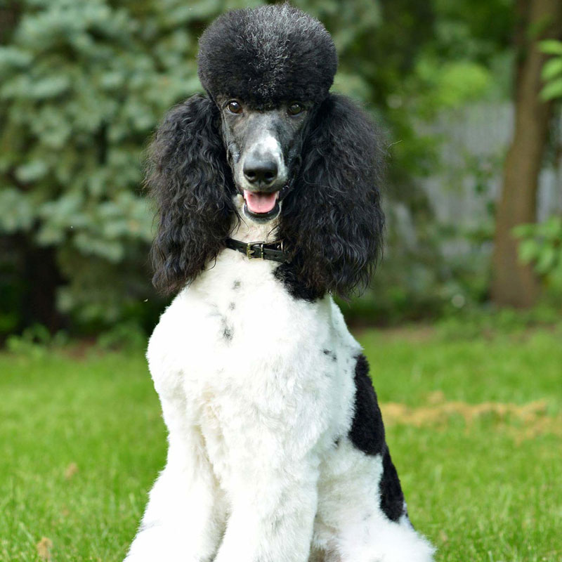 blue merle moyen poodle