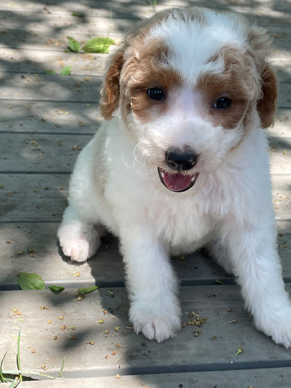 Goldendoodle Puppy