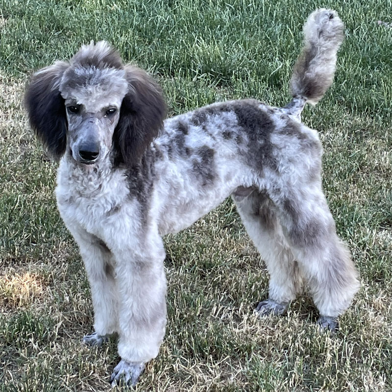 Grayson - Moyen Poodle