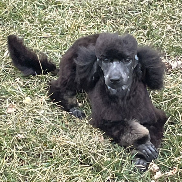 Happy - Moyen Poodle