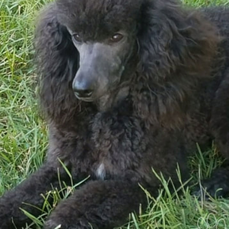 blue merle moyen poodle