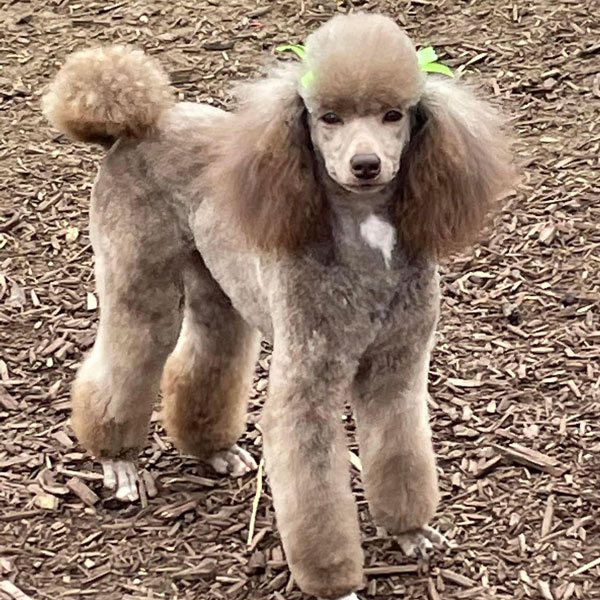 Poodle Mom