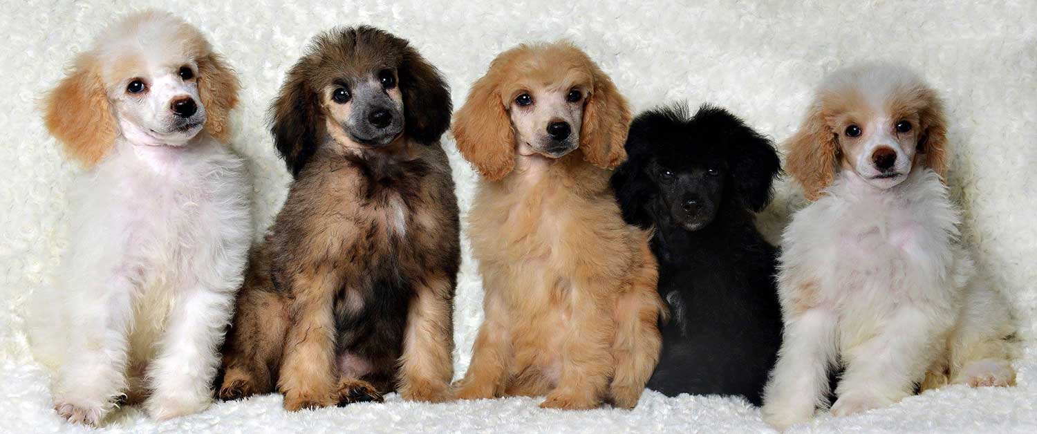 Moyen Poodle Puppies for sale in Illinois by Classic Canine Moyen Poodles