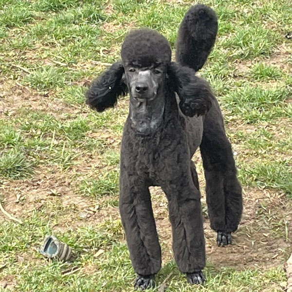 Onyx - Moyen Poodle