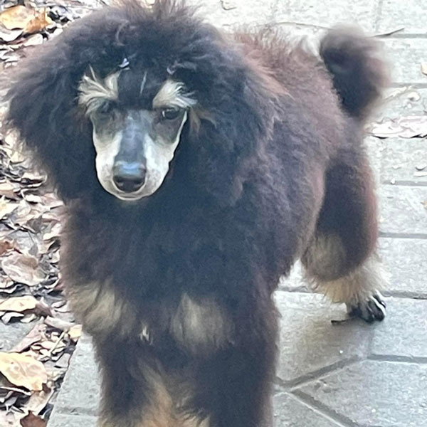 Poppy - Moyen Poodle