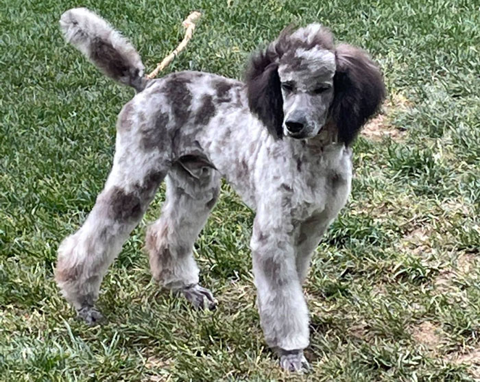 Moyen Poodle and Goldendoodle puppies in Illinois