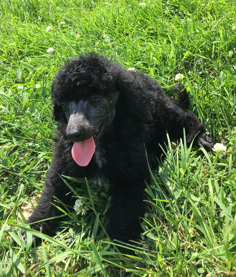 Moyen Poodle Puppy Training