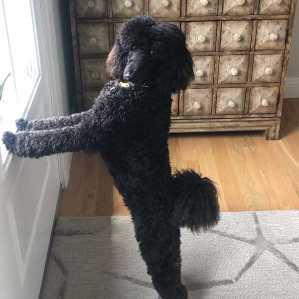 Classic Canine Moyen Poodles Review