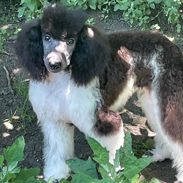 Sadie - Moyen Poodle