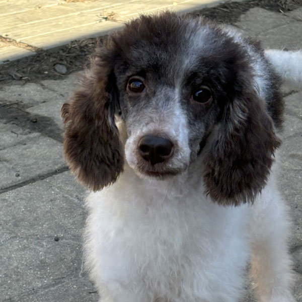 Teddy - Moyen Poodle
