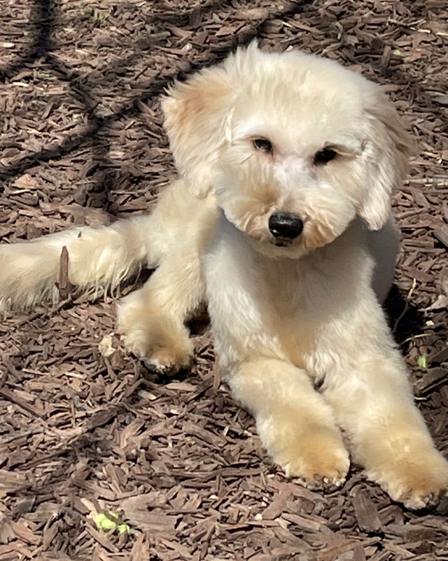 Tilly - F1 Goldendoodle