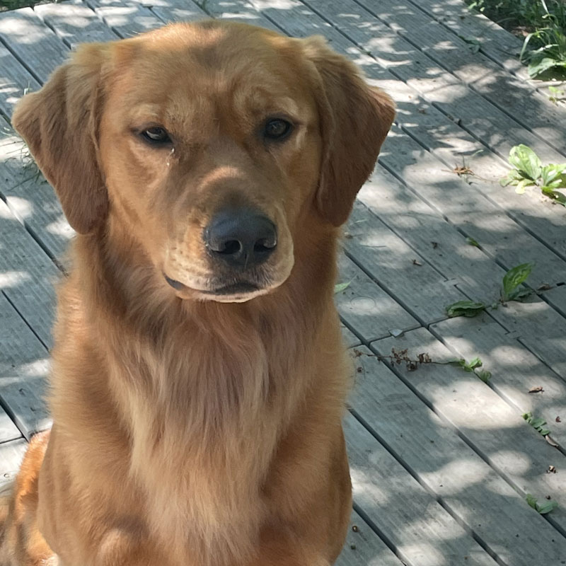 Zeus - Golden Retriever